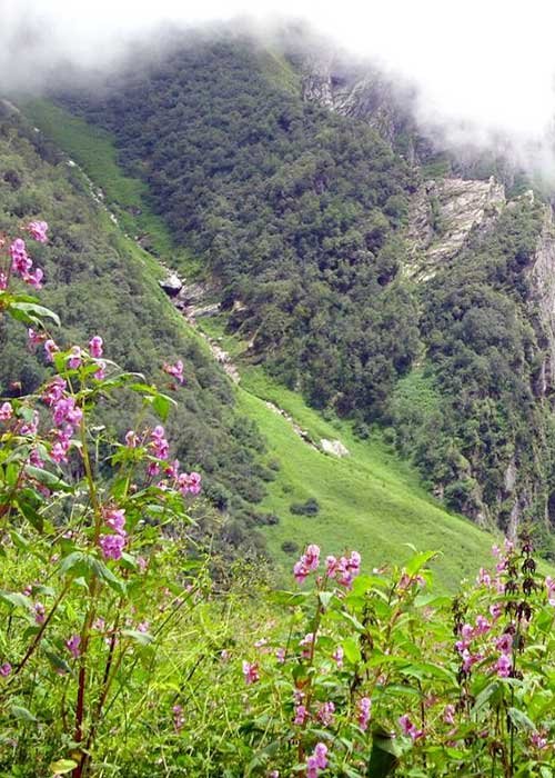 Valley of Flowers 