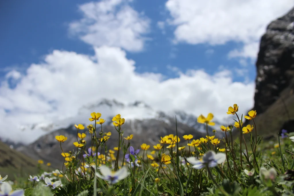 Valley of flowers trek